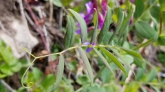 Lathyrus polyphyllus