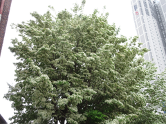 Chionanthus retusus