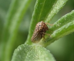 Agallia quadripunctata