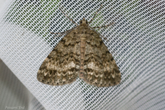 Pseudocoremia indistincta