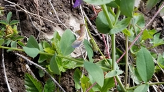 Lathyrus polyphyllus
