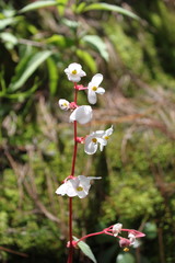 Begonia fusibulba