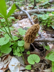 Morchella esculenta