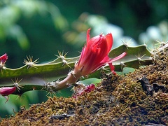 Disocactus