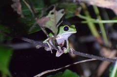 Phyllomedusa tarsius