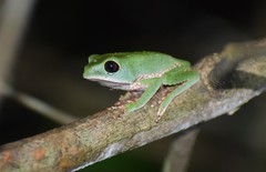 Phyllomedusa tarsius