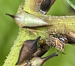 Image of Guayaquila gracilicornis