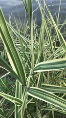 Arundo donax versicolor