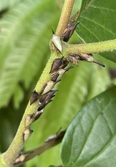 Guayaquila gracilicornis image