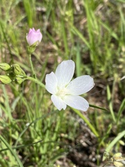Callirhoe alcaeoides