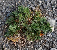 Potentilla bimundorum