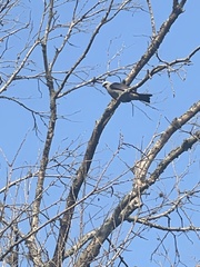 Ictinia mississippiensis