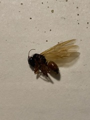 Camponotus americanus
