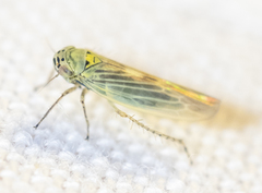 Macrosteles quadrilineatus