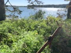 Selatosomus suckleyi