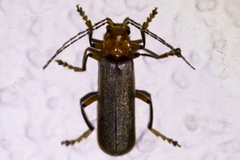 Pacificanthia consors