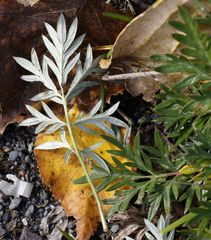 Potentilla bimundorum