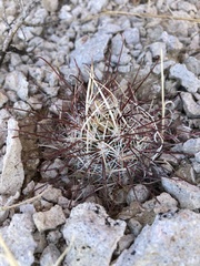Sclerocactus polyancistrus
