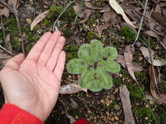 Drosera squamosa