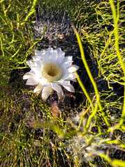 Echinopsis leucantha