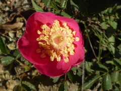 Rosa spithamea