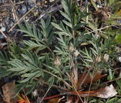 Potentilla bimundorum