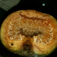 Ficus fistulosa