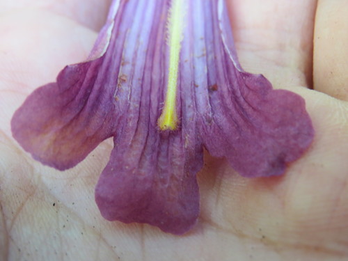 Image of Jacaranda jasminoides by (c) Victor Farjalla Pontes, some rights reserved (CC BY)