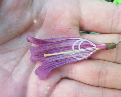 Image of Jacaranda jasminoides by (c) Victor Farjalla Pontes, some rights reserved (CC BY)