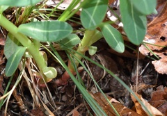 Euphorbia hylonoma