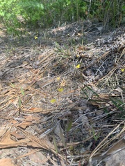 Utricularia subulata