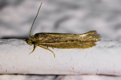 Ypsolopha sp-sw