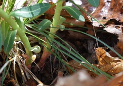 Euphorbia hylonoma