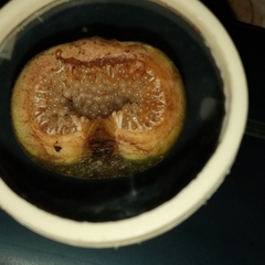 Ficus fistulosa