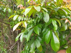 Meliosma rhoifolia