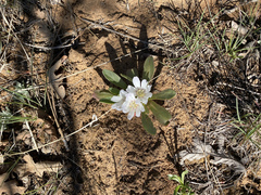 Lewisia brachycalyx