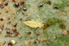 Heliothrips haemorrhoidalis