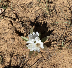 Lewisia brachycalyx