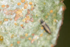 Heliothrips haemorrhoidalis