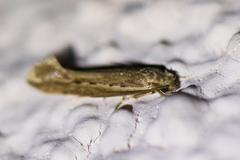 Ypsolopha sp-sw