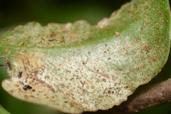 Heliothrips haemorrhoidalis