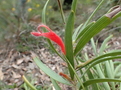 Adenanthos barbiger
