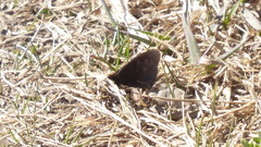 Erebia discoidalis