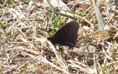 Erebia discoidalis