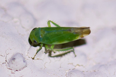 Opsius stactogalus