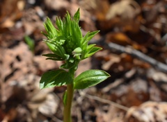 Dictamnus dasycarpus