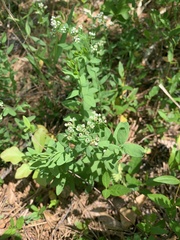 Comandra umbellata umbellata