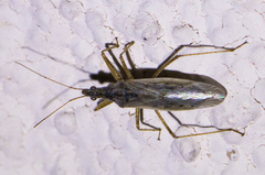 Nabis alternatus