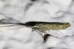 Coleophora quadruplex