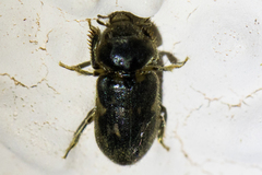 Heteroceridae